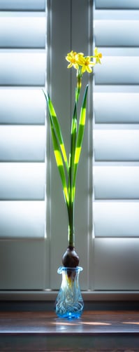 Daffodill