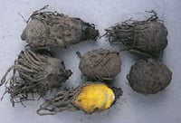 Pomme de terre africaine