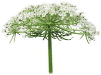 Plante à fleur – Ombelle de carotte 