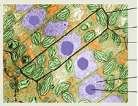 cellules végétales