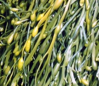 Norwegian kelp.
