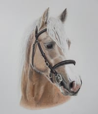 Coloured pencil drawing of a horse