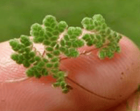 Fougère aquatique - Azolla