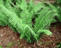 Fougère terrestre - Dryopteris