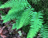 Fougère épiphyte - Polypodium glycyrrhiza