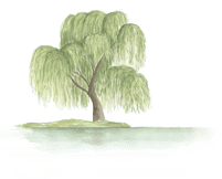 a willow tree standing next to water