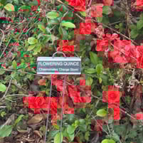 Flowering Quince at the Learning Garden