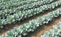invenco-ai agriculture