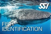 a whale shark fish fish fish fish and fish in the water