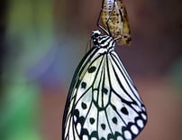 Butterfly emerging, symbolizing transformation and personal evolution