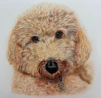 Realistic coloured pencil drawing of a dog