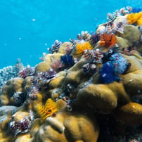 el nido palawan tours corals