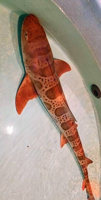 CA Coast - Petting an orange shark at Ocean World in Crescent City