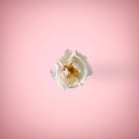 White rose in a ping background