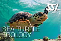 a turtle turtle turtle turtle turtle turtle turtle turtle turtle turtle turtle turtle turtle turtle turtle