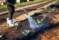 woman watering plants in garden