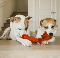 A pair of dogs playing with a red rope