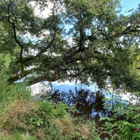 chemin de halage Mayenne