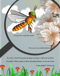 abelha jataí visitando flores de jaboticabeira