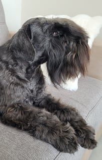 Tessie , adorable Schnauzer