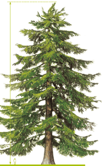 Conifère - Cèdre de l'Himalaya - Cedrus deodara