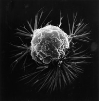 life logo