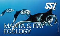 a manta ray ray ray ray ray ray ray ray ray ray ray ray ray