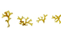 Dictyota sp.