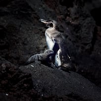 ecuatorial penguin and marine iguana