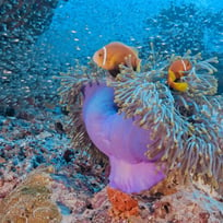 sea anemone and anemone fish in maldives