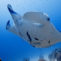 reef manta ray palau