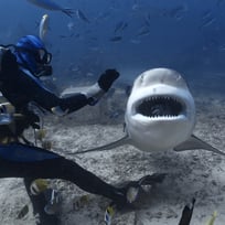 fiji bull shark feeding