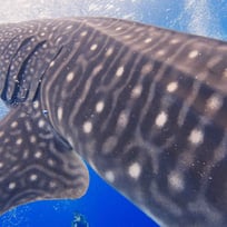 whale shark