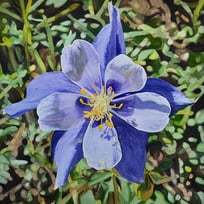 purple, columbine flower