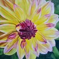 yellow, pink, flower