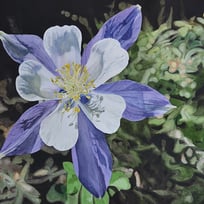 columbine flower, Rocky Mountain National Park