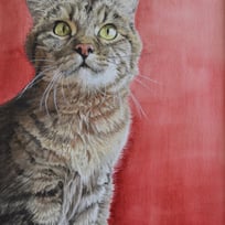 cat, tabby, red