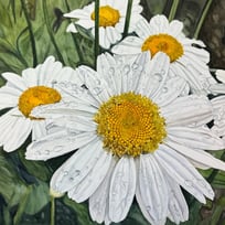 daisies, raindrops, white, yellow, green