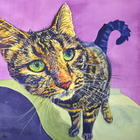 cat, purple, green, yellow