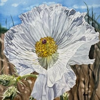white poppy