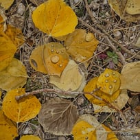 yellow leaves, sticks, stones, ground