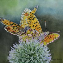 butterflies, thistle