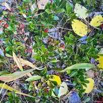 leaves, sticks, berries