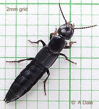 Rove beetle