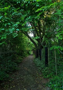 Bosque Latinoamérica