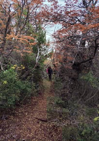 Bosque de altura