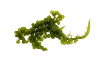 Caulerpa racemosa