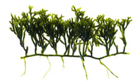 Caulerpa cupressoides