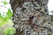 Lichen foliacé - Parmelia sulcata