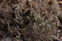 Lichen - Cladonia macilenta